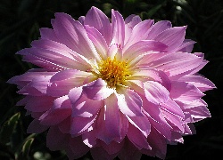 Liliowa, Dalia