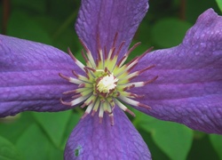 Przyroda, Kwiat, Clematis