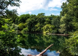 Rzeka, Drzewa, Konar