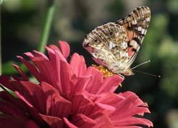 Motyl, Rusałka osetnik, Kwiat, Cynia