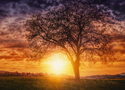 Pole, Drzewo, Zachód słońca, Chmury