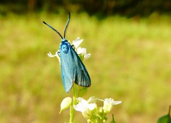 Owad, Motyl, Lśniak szmaragdek