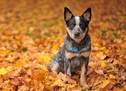 Australijski pies pasterski, Australian Cattle Dog, Liście