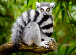 Lemur, Ogon