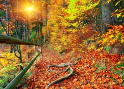 Jesień, Las, Ścieżka, Poręcz, Promienie słońca