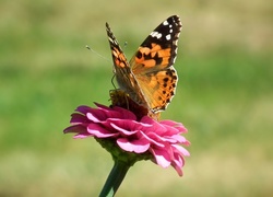 Motyl, Rusałka osetnik, Kwiat, Cynia