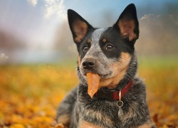 Australijski pies pasterski, Australian Cattle Dog