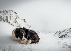 Pies, Pagórki, Śnieg, Zima