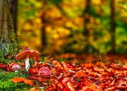 Jesień, Las, Drzewa, Liście, Grzyby, Muchomory
