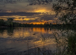 Rzeka, Drzewa, Zachód, Słońca, Kaczki