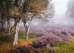 Jesień, Wrzosowisko, Drzewa, Brzozy, Mgła, Park Narodowy Peak District, Stanton Moor, Anglia