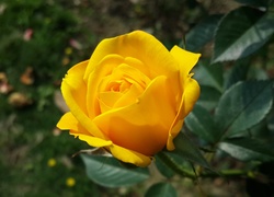 Żółta, Róża, Kwiat, Makro