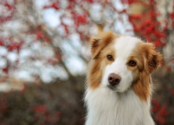 Border, Collie, Czerwony, Bokeh