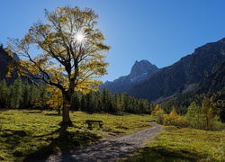 Droga, Wschód słońca, Drzewo, Góry Tyrol, Austria