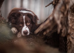 Pysk, Oczy, Border Collie