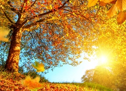 Jesień, Przebijające Światło, Drzewo