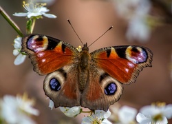 Motyl, Gałąź, Drzewo, Owocowe