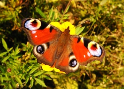 Motyl, Rusałka pawik