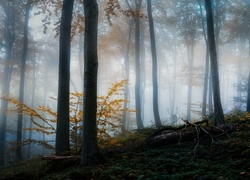Las, Drzewa, Mgła, Świt, Jelenie, Jesień