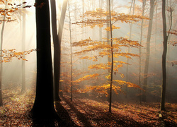 Jesienny, Las, Przebijające, Światło, Mgła