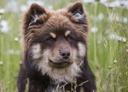 Łąka, Pies,  Fiński lapphund