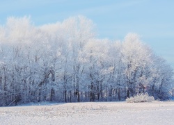 Zima, Śnieg, Las