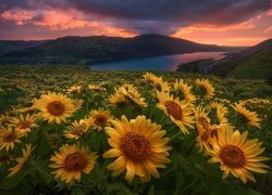 Kwiaty, Balsamorhiza, Jezioro, Góry, Zachód, Słońca