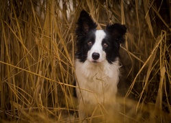 Suche, Zboże, Border Collie