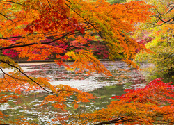 Rzeka, Jesienią, Gałęzie, Drzew