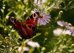 Siedzący , Motyl, Astry