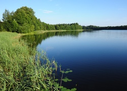 Jezioro, Rośliny