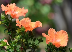 Pomarańczowe, Kwiaty, Hibiskus