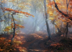 Las, Droga, Liście, Drzewa, Mgła, Świt, Jesień