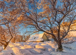 Zima, Drzewa, Dom, Przebijające światło
