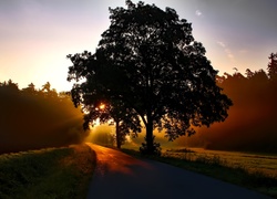 Droga, Drzewo, Świt, Mgła