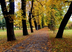 Park, Droga, Alejka, Drzewa, Jesień