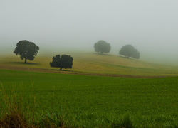 Pola, Drzewa, Mgła