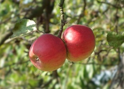 Przyroda, Owoce, Jabłka