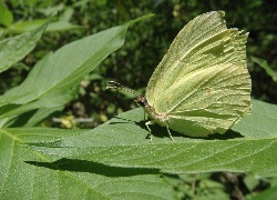 Owad, Motyl, Latolistek cytrynek, Liść