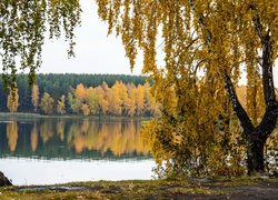 Jezioro, Las, Brzozy, Jesień