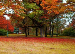 Polska, Gdańsk, Park Steffensa, Drzewa, Jesień