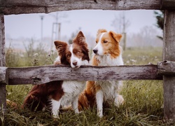 Psy, Border Collie, Ogrodzenie, Łąka, Poranek, Mgła