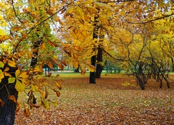 Park, Jesień, Drzewa, Pień, Kasztanowiec