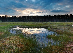 Bagno, Las, Rośliny