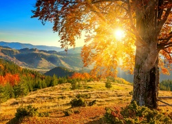 Góry, Lasy, Polana, Drzewa, Promienie, Słońca, Świt, Jesień