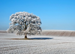 Pagórek, Śnieg, Drzewo, Niebieski