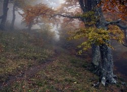 Las, Drzewa, Ścieżka, Mgła, Jesień