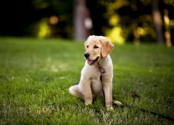 Golden Retriever, Szczeniak, Smycz