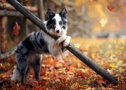 Pies, Border Collie, Ogrodzenie, Liście, Drzewa, Jesień