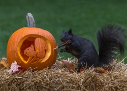 Czarna, Wiewiórka, Dynia, Halloween